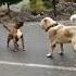 Pitbull Vs Alabai Most Aggressive Fight Ever Dogs