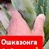 фойдаси бор