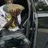 FREE El Snappo Type Beat Interstate