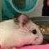 Meat Balls Cute Funny Love Hambo