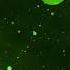 Veneris Vivaldi Beans Winter Drill 2 Full Audio 4k Video