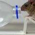 How To Make A Water Bottle Mouse Rat Trap Humane Way Shorts Mousetrap Rattrap