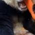 Panda Asmr Bamboo Panda Mukbang Bamboo