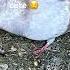 Aww My Pigeons Are So Cute Song Music