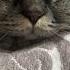 Привет надеюсь все у тебя хорошо Scottishfold Cat видосыоткота юмор веселыекоты прикол топ
