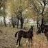 Пуля Horse баирактар аргымак кыргызстан байге рек казахстан