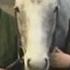 My Lovely Horse Father Ted