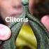 Did You Know The Clitoris Looks Like This Obgyn Shorts