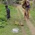 The Strange Cow Is Hopping Around Beside Him