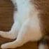 Cat кошкаэшли Мой любимый пирожок моя булочка моя котлетка Youtube