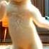 Cat Dance Patli Kamariya More Cat Cotton Catdance Funny Cute Animaldance Comedy Dancecat Dance