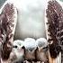 Protective Owl Shields Babies From Intense Snowstorm Owl Snow Mother Trending