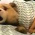 песня громобратьев из кф Третий лишний Ted