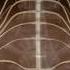Anatomy Of The Spinal Cord And How It Works