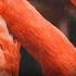 The Long Flight Of The Phoenix Flamingos Documentary