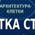 ACADEMIA Юрий Васильев Как клетка становится опухолевой Канал Культура