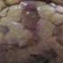 Shingleback Lizard Gives Birth To Live Babies In The Wild BBC Earth