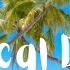 Tropical Day Music Made For Chilling Out By The Pool Relaxing A Smooth Caribbean Latin Beat