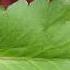 The Leaf That HEALS