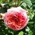 History Of Chippendale Rose By Hans Jurgen Evers 2005 История розы Чипендейл
