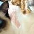 Bossy Jack Russel Was Lonely Until Cat Changed Everything Cuddle Buddies