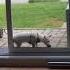 Mission Impossible Dog Version