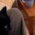 Nyan Cat Funny Video Short Shorts