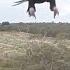 Eagle Vs Drone 2m Wedge Tailed Eagle Takes Down Drone Watch It Punch It Out Of The Sky