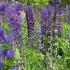 Травы наше всё травы травник травница фитотерапия нутрициология Herbs