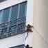 Mission Impossible Part 1 Shorts Animals