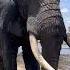 Giant Elephant Close Up Youtubeshorts Viral Wildlife Trending Sigma Ytshorts Aimanga