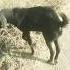 बकर प लन Goat Farming Sheli Palan Bakri Farm Shorts Viral Trending