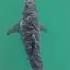 Great White Spotted Off Montauk Earliest And Closest Sighting Yet By Joannasteidle On May 12 2025