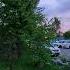 360 Приморский край Song Cover Animation Beautuful Pigeon Flowers Aiart Nature Love Kabootar