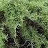 How To Properly Trim Rosemary For A Huge Harvest Gardening Rosemary Herbs Pottedherbs