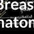 Breast Anatomy