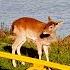So Deer To Me The Gucci Pre Fall 2020 Campaign