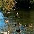 Ducks Quacking On A River In The Forest