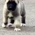 Amazing Kangal Dog Transformation Shorts