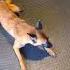 Hyperactive Malinois