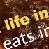 Night Life In Chennai Night Eats Sakrish