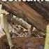 How To Get Clean Water From Grape Vines Survival