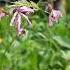 Music By Roman Kostiuk A Small Miracle From Pixabay Nativeflowers Natureloverswithshortvideos