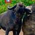 NEVER SEEN BEFORE BLACK BEHEMOTH FIGHT Travel Shorts Wildlife