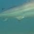 Swimmers See Close Shark Encounters At The Beach
