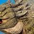 Unlocking The BROOD WATCHER DRAGON Day Of Dragons