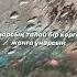 Жаныма ау менің жағама таққан тұмарсың Shorts