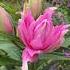 Восточные махровые Лилии цветы дача сад Garden Flowers лилия