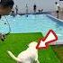 Dog S First Pool Experience