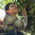 Harvesting Figs And How To Make Super Delicious Fig Pickling Spices To Sell At The Market